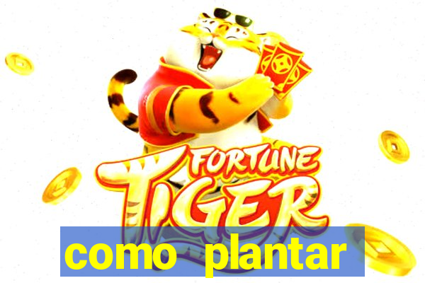 como plantar gergelim no vaso